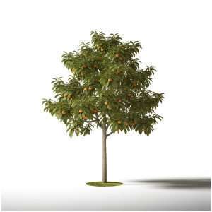 Diospyros virginiana, Persimmon