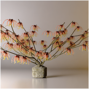Hamamelis virginiana, Common Witchhazel