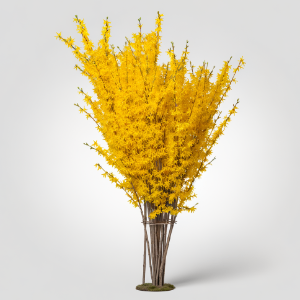 Forsythia Lynwood Gold, Deep Golden Yellow Flowers